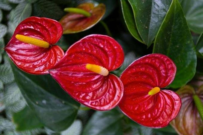 Planta de jardín: Anthurium rojo