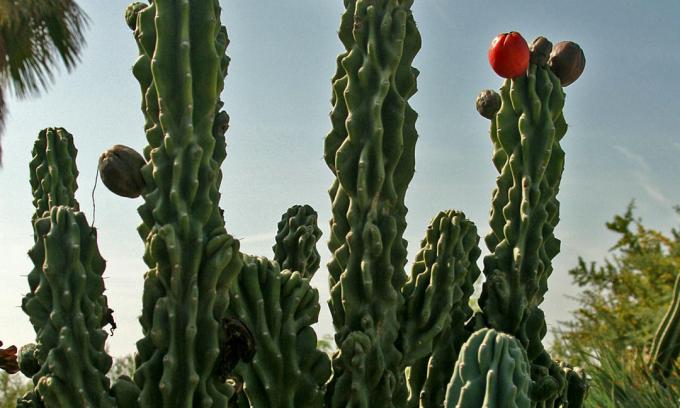 cactus antorcha peruana