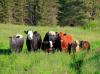 Výsledkom kríženia medzi byvolmi a kravami boli „beefalos“; zoznámte sa s týmto fantastickým druhom!