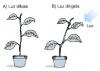 List of exercises on phototropism