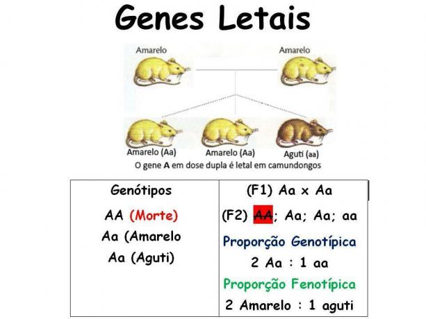 2:1 ratio caused by a lethal gene in mice