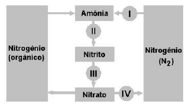 تمارين - دورة النيتروجين 6
