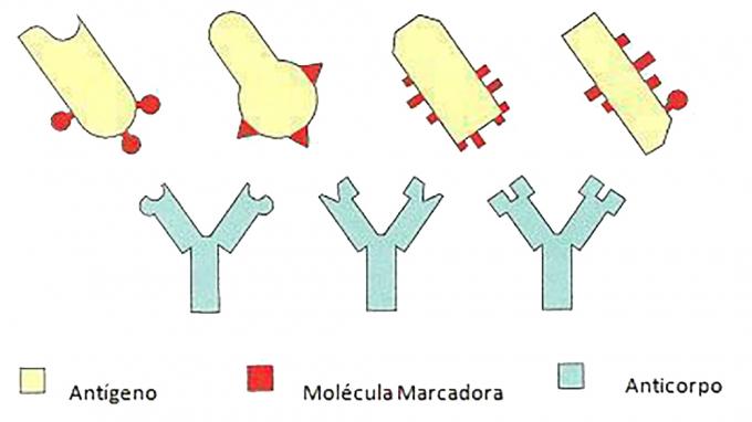 항원 및 항체