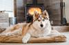 Siberian Husky: how to care? Can you live in an apartment?