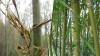Vedcov znepokojilo vzácne kvitnutie japonského bambusu po 120 rokoch