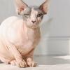 Дізнайтеся про сфінкса: «гола» порода котів, яка стала відомою