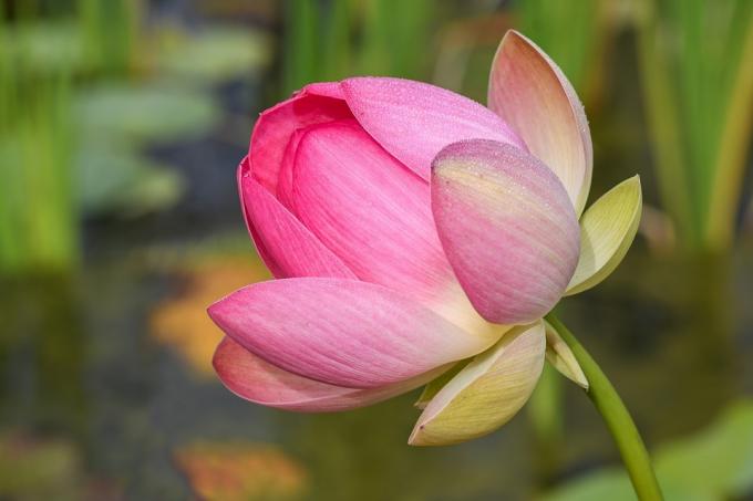 Legende cu flori de lotus