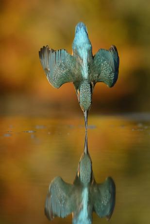Kingfisheri pilt täiuslik