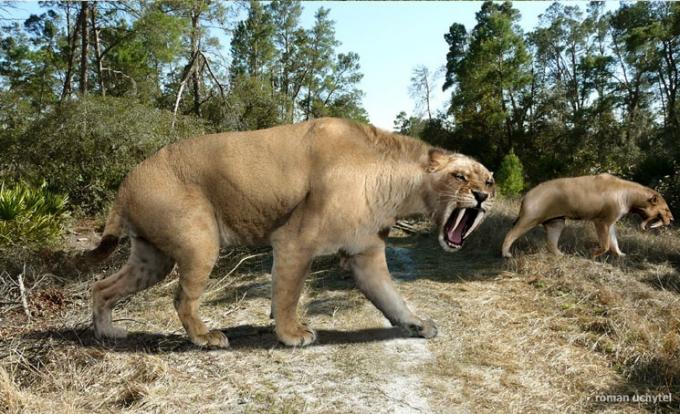 Brazilian megafauna: Saber-toothed tiger