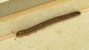 Дізнайтеся характеристики зміїної воші, тварини, яка може мати до 750 ніг