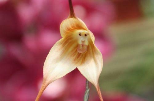 Orchidea Simia 