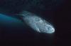 ישן כמעט כמו ברזיל: כריש גרינלנד בן 518 זוהה באיים הקריביים