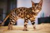 DIT zijn de 5 duurste kattenrassen ter wereld; zie prijzen en afbeeldingen