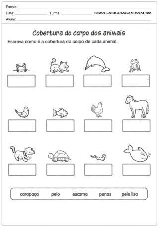 Animal body covering science activities