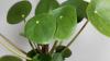 4 მცენარე ფენგ შუის საშუალებით თქვენს სახლში სიუხვის მოსაზიდად