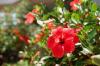 Learn how to plant hibiscus at home in a simple way