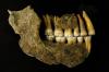 Muinaisilla ihmisillä oli "täydelliset" hampaat