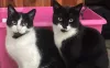 Ο ιδιοκτήτης της γάτας ζητά συγγνώμη αφού το κατοικίδιο ζώο έκλεψε 300 λίρες από γείτονες