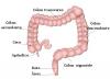 الأمعاء الغليظة: الوظيفة ، الجدار الداخلي ، سرطان القولون والمستقيم