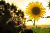 Cum să îngrijești floarea soarelui