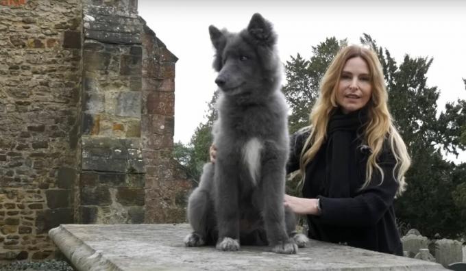 Conoce al raro cachorro de perro lobo azul que es la nueva estrella de las redes sociales