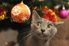¿No se mezclan los gatos y los árboles de Navidad? Descubre cómo montar una versión 'resistente a gatos'