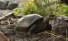 Obrovská korytnačka, o ktorej sa predpokladalo, že bola vyhynutá, sa našla na Galapágoch