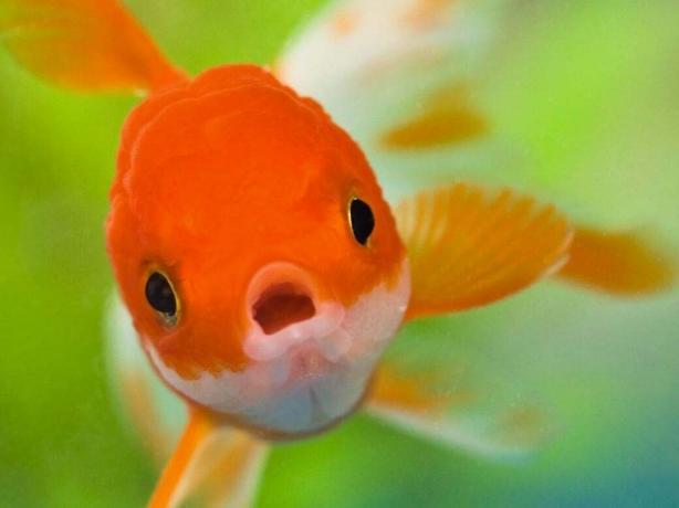 Če zlato ribico hranite v temnem prostoru, bo izgubila svojo barvo.