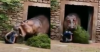 What a fright! Man is attacked by hippopotamus and narrowly escapes; see images