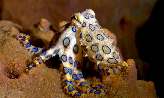 유해하고 위험한 동물: hapalochlaena octopus