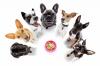 Тривалість життя собаки: скільки живе кожна порода і як подовжити життя свого друга