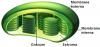 List of exercises on chloroplasts