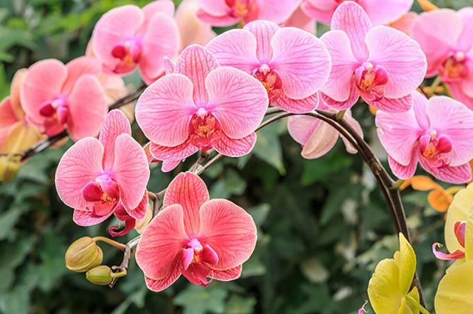 Rośliny domowe - Orchidee