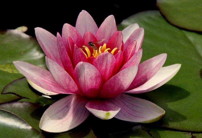 Lotusa zieds