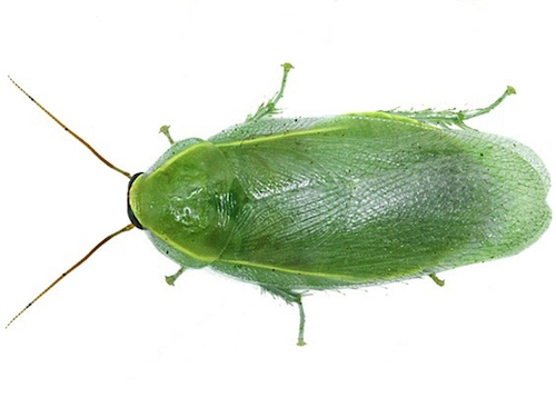 grön banankackerlacka eller kubansk kackerlacka