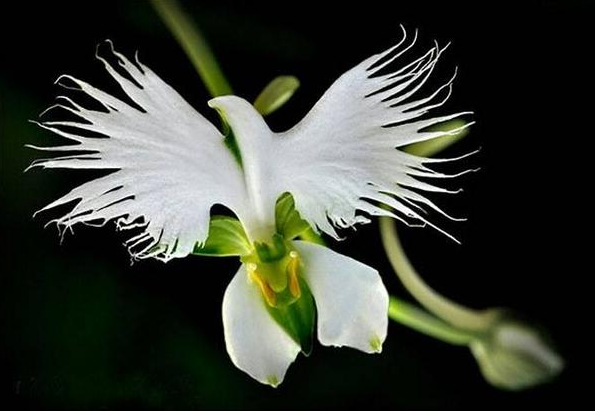 orchidée héron