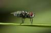 هذه هي الحشرات الأقصر عمراً في الطبيعة؛ الدفع!