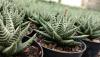 Zebra Succulent: 5 forholdsregler at tage, før det er for sent