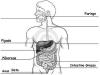 Ejercicios del sistema digestivo con retroalimentación