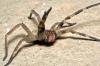 All about the wandering spider