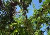 „40 viljapuu puu”: õppige lisateavet megaproduktiivse taime huvitava kontseptsiooni kohta
