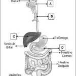 Ejercicios del sistema digestivo con plantillas