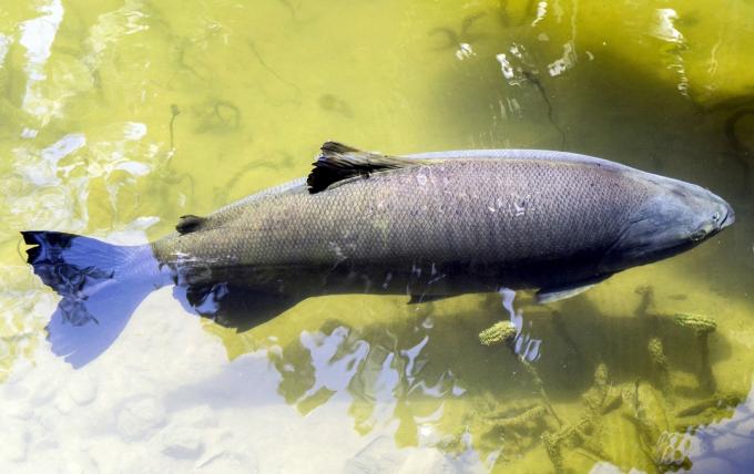 أكبر سمكة في البرازيل ، الصورة: Pixabay.
