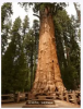 Tolkning av text: Vad är en sequoia