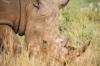 Skrbnik za životinje umro na ŠOKANTAN način nakon što ga je napao nosorog; izgled