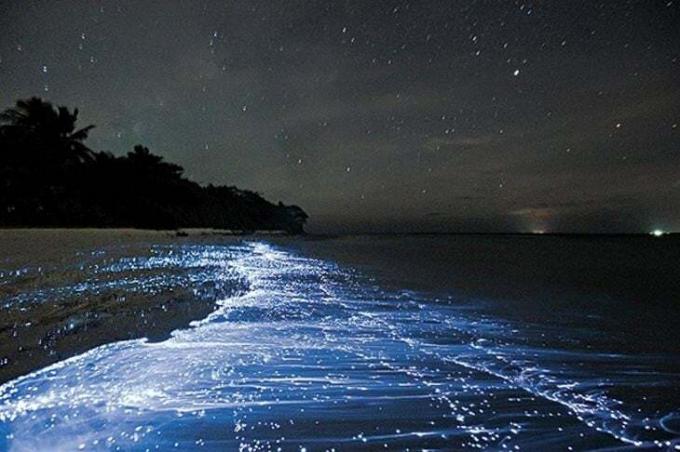 Bioluminiscență pe plajă