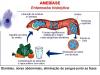 Amöbiasis: was es ist, Symptome, Ursachen, Diagnose und Behandlung