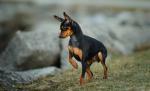 Pinscher: temukan 6 jenis ras anjing terkenal ini