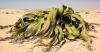 Życie przez tysiąclecia: historia „ośmiornicy pustynnej”, która zadziwiła Darwina