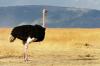 Diferencias entre avestruz, emú y ñandú